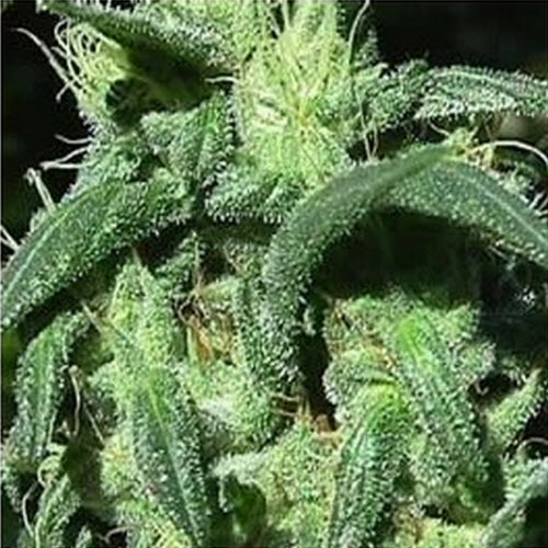 SATIVA SEEDS STERLING HAZE