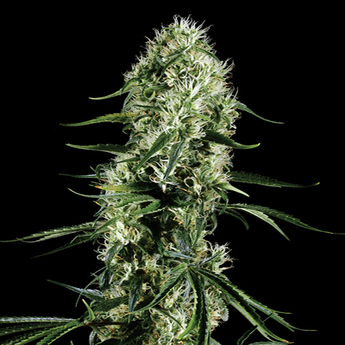 GREEN HOUSE SEEDS SUPER SILVER HAZE