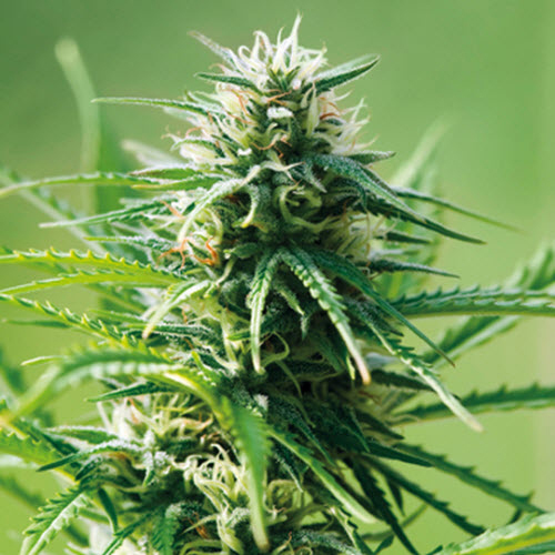 BARNEYS FARM SEEDS SWEET TOOTH