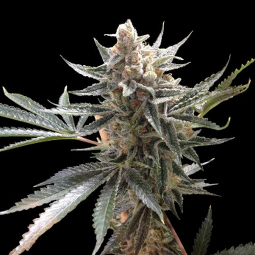RESERVA PRIVADA SEEDS TANGIE