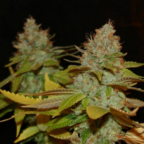 TRUE CANNA GENETICS SEEDS THE TRUTH