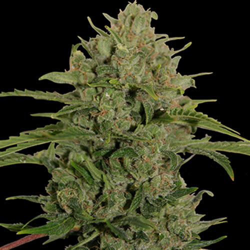 BARNEYS FARM SEEDS TRIPLE CHEESE