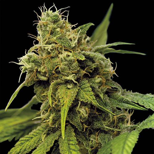BARNEYS FARM SEEDS UTOPIA HAZE