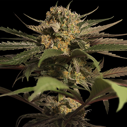 BARNEYS FARM SEEDS VIOLATOR KUSH