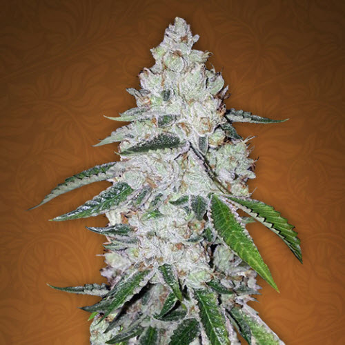 FAST BUDS SEEDS WEST COAST OG