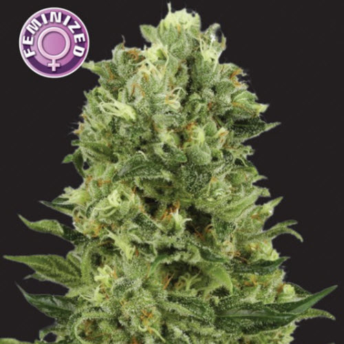 KERA SEEDS WHITE THUNDER