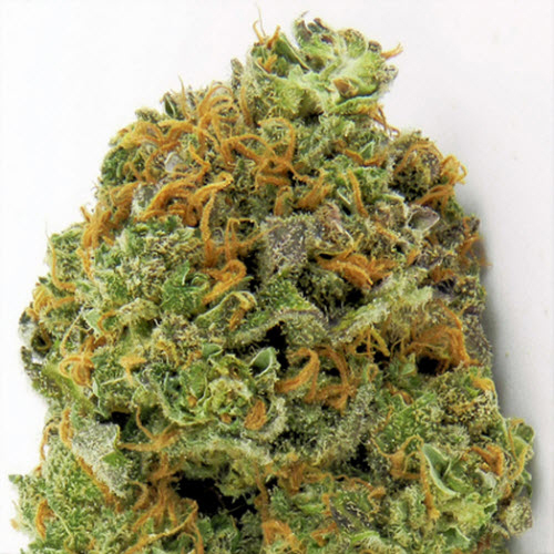 HEAVYWEIGHT SEEDS WIPEOUT EXPRESS AUTO